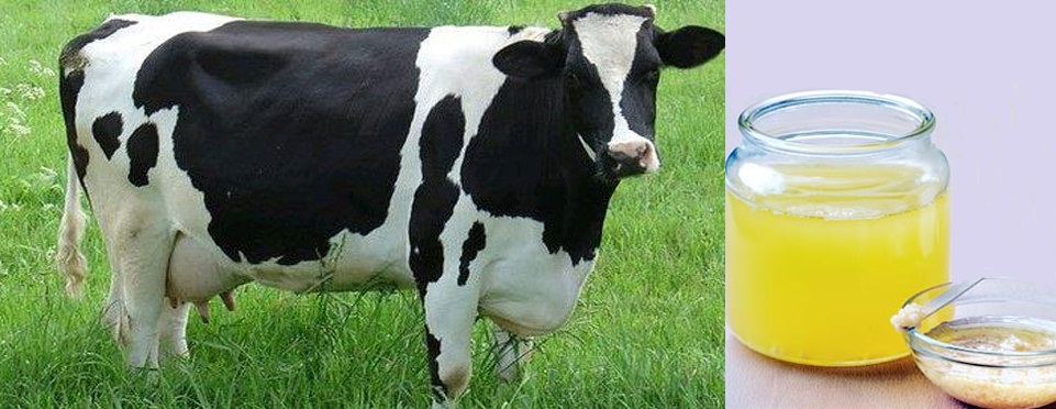 राम बाण दवा है गाय का घी, चौंका देंगे इसके फ़ायदे Benefits of Cow Ghee Nutrition in Hindi